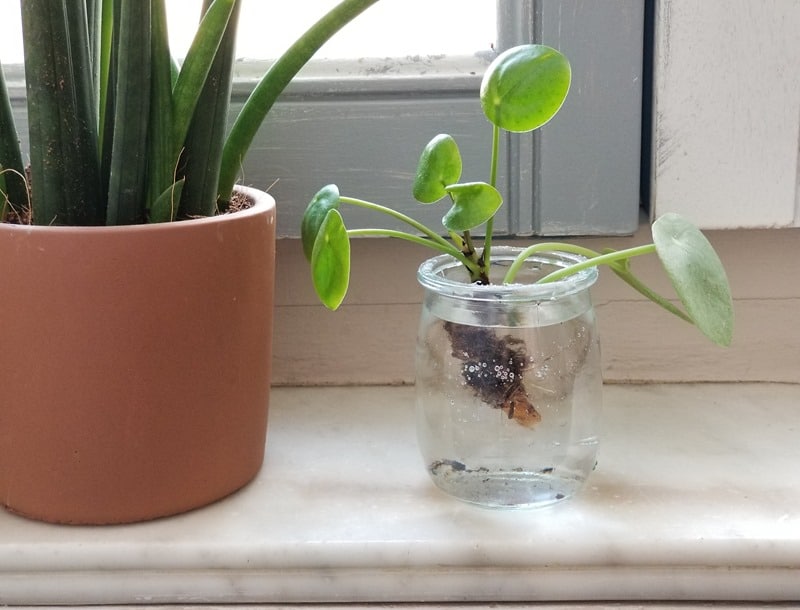 Pilea depolluting plant Pilea depolluting plant plant maintain