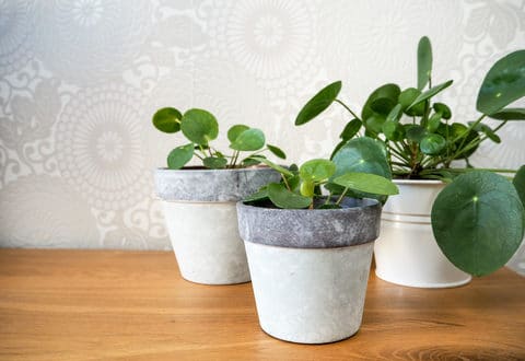 Planter-entretenir-pilea-plante-piece-chinoise.
