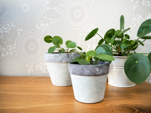 Planter-entretenir-pilea-plante-piece-chinoise.