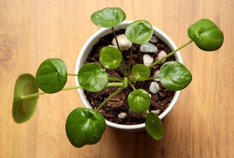 Plant a pilea plant pilea peperomioides depolluting plant