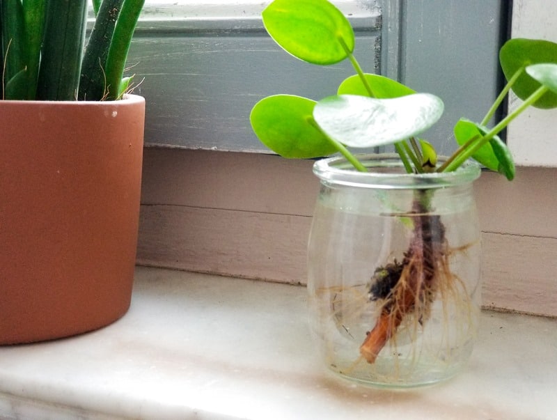 Pilea plant cutting
