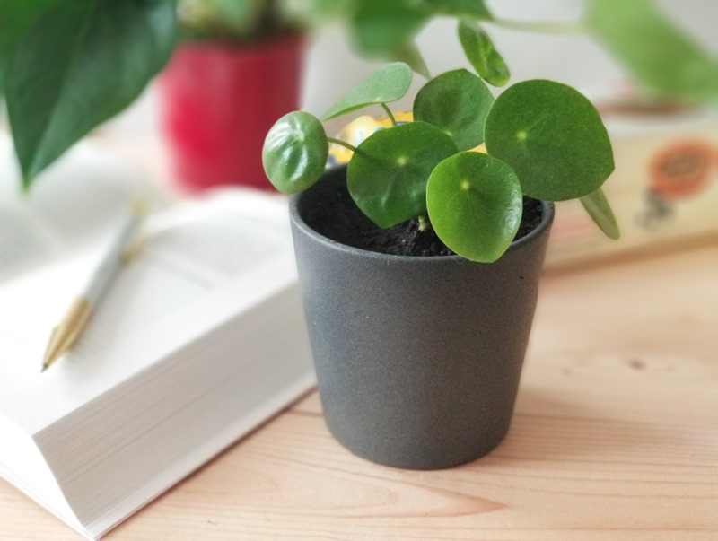 Blog green planter pilea Blog green planter pilea