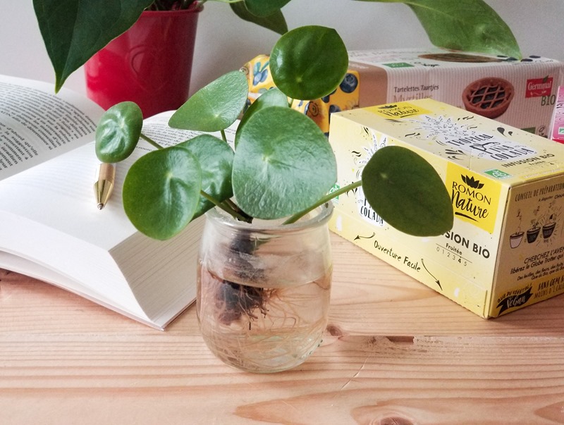Pilea planter blog green Pilea planter blog green