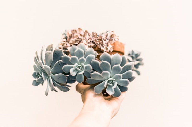 1er accord toltèque - parole impeccable priscilla-du-preez-74_U8XMh1jc-unsplash