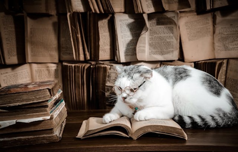 Les chats sur ordonnance - littérature japonaise Les chats sur ordonnance - littérature japonaise